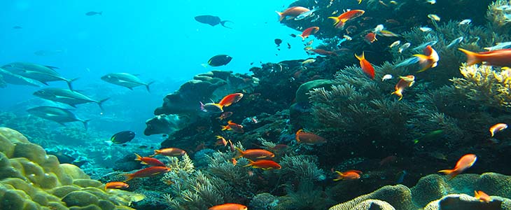 Tulamben Dive